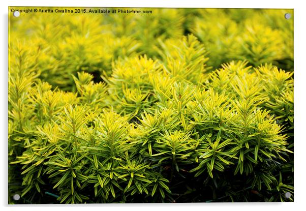 Taxus baccata Yew new shoots Acrylic by Arletta Cwalina