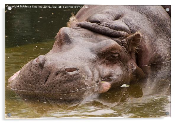 Hippopotamus or hippo animal Acrylic by Arletta Cwalina