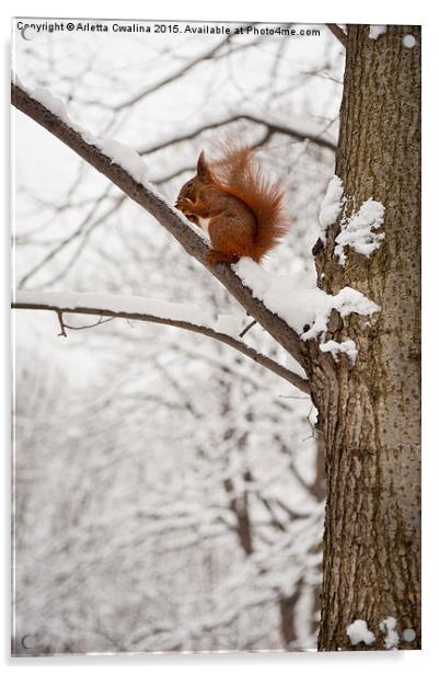 Squirrel sitting on twig in snow and eating Acrylic by Arletta Cwalina