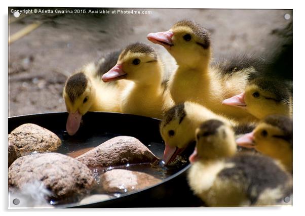 Yellow Muscovy duck ducklings drinking water  Acrylic by Arletta Cwalina