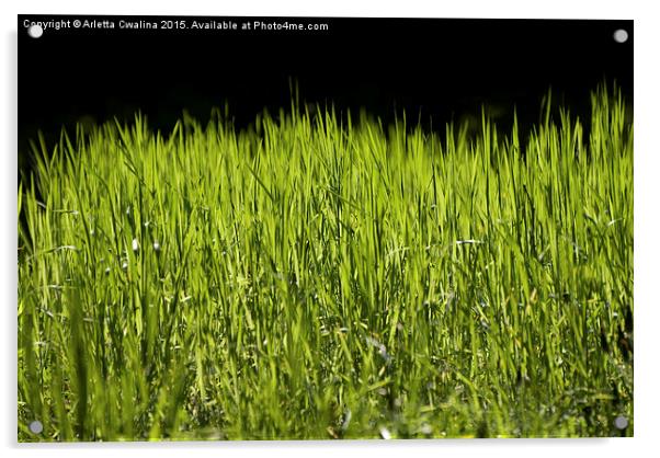 bright grass leaves grow on black background Acrylic by Arletta Cwalina