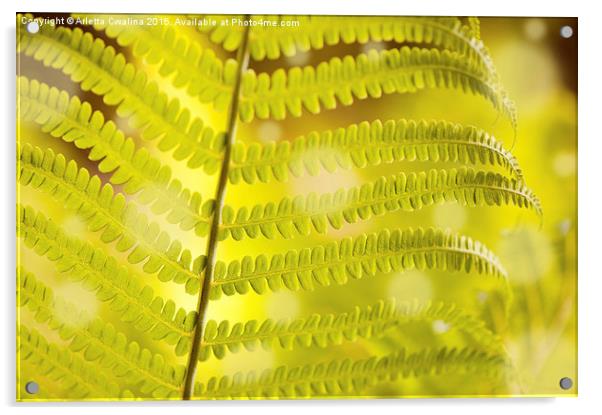 Macro of Dryopteris called wood fern young leaf  Acrylic by Arletta Cwalina