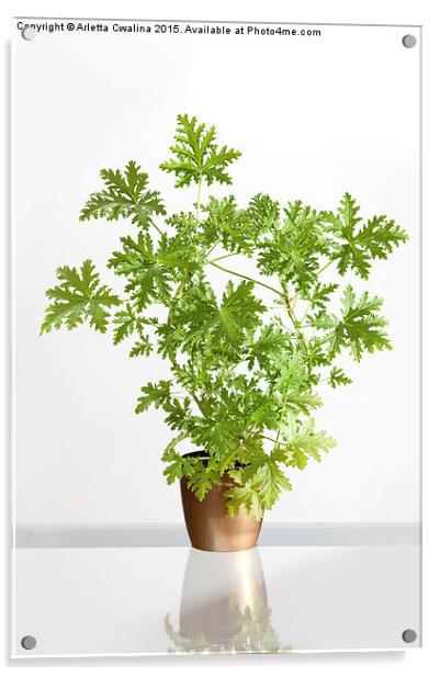 Pelargonium citrosum plant Acrylic by Arletta Cwalina