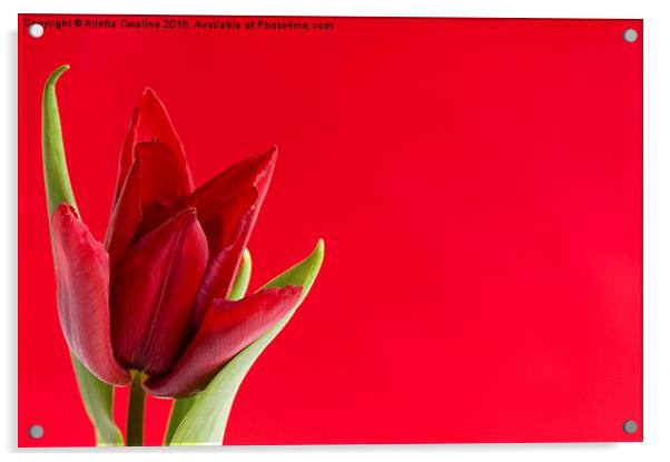 Blooming one single red tulip with leaves on red  Acrylic by Arletta Cwalina