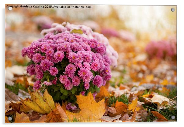 flowering pink Dendranthema or Chrysanthemum  Acrylic by Arletta Cwalina