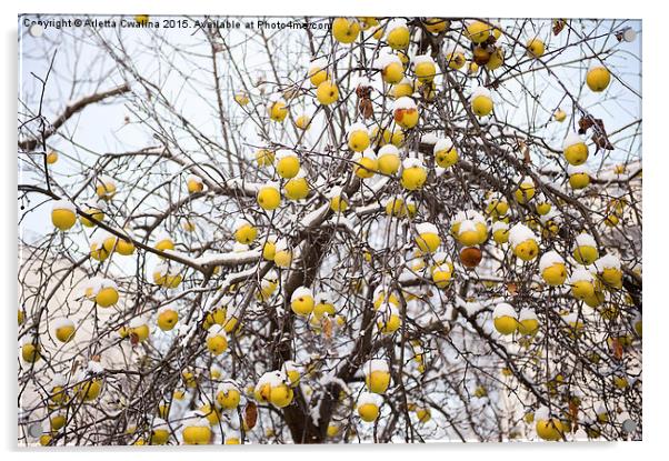old apples sag on tree in snow Acrylic by Arletta Cwalina
