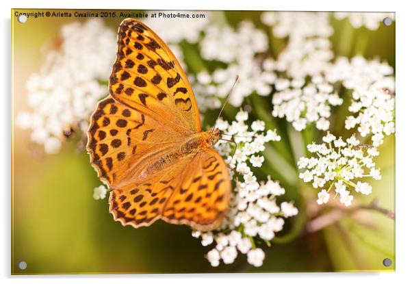 Argynnis paphia butterfly beauty Acrylic by Arletta Cwalina