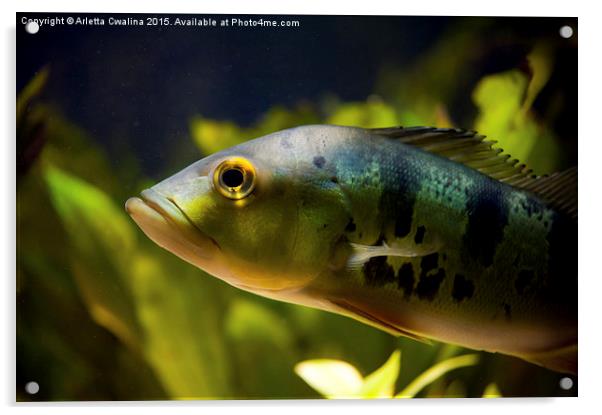 Aquarium striped fish portrait Acrylic by Arletta Cwalina