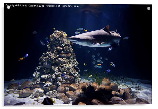 Shark in zoo aquarium Acrylic by Arletta Cwalina