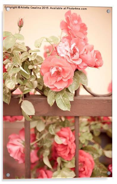 Sepia roses flowers on fence Acrylic by Arletta Cwalina