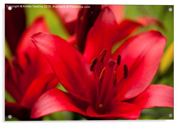 Red Lily stamens macro Acrylic by Arletta Cwalina