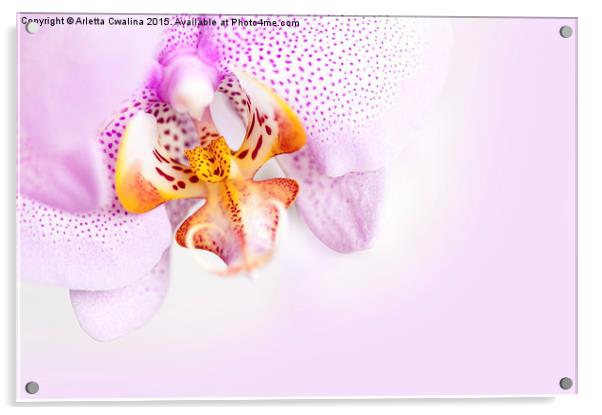 Pink blotchy Orchid copyspace Acrylic by Arletta Cwalina