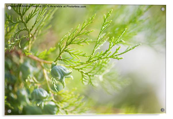 Thuja fresh cone closeup Acrylic by Arletta Cwalina