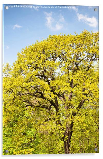 Bright spring oak tree Acrylic by Arletta Cwalina