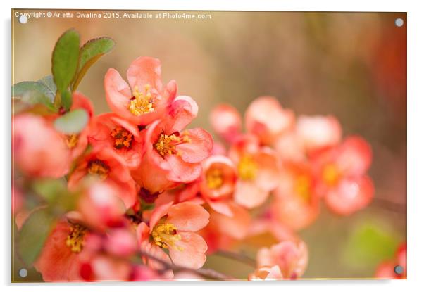 Chaenomeles flowering shrub closeup Acrylic by Arletta Cwalina