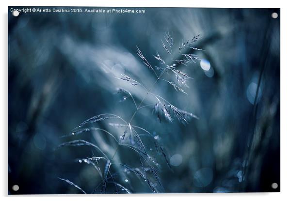 Blue tone grass soft macro Acrylic by Arletta Cwalina