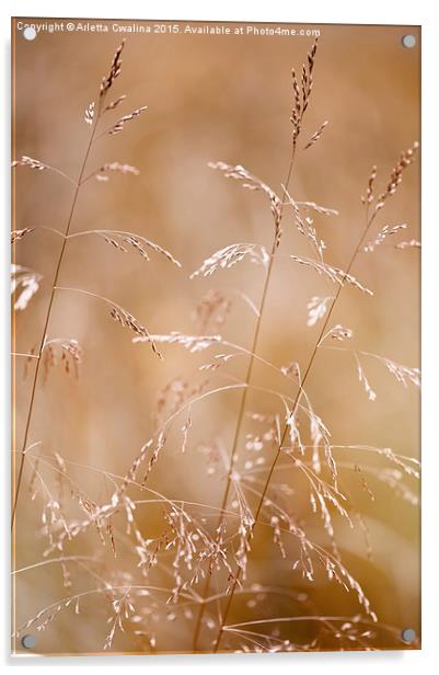 Grass inflorescences blurred Acrylic by Arletta Cwalina