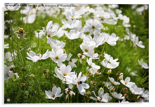 White Cosmos Bipinnatus blooming Acrylic by Arletta Cwalina