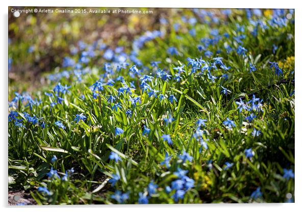 Scilla siberica flowers bedding Acrylic by Arletta Cwalina