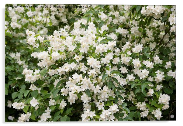 Philadelphus white flowers shrub Acrylic by Arletta Cwalina