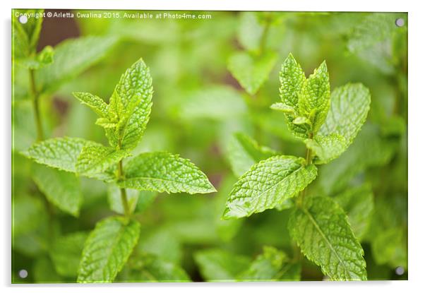 Mentha medicinal herb plant Acrylic by Arletta Cwalina