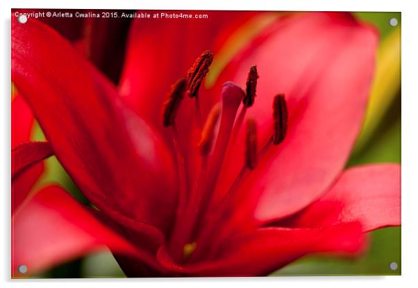 Red Lily stamens closeup Acrylic by Arletta Cwalina