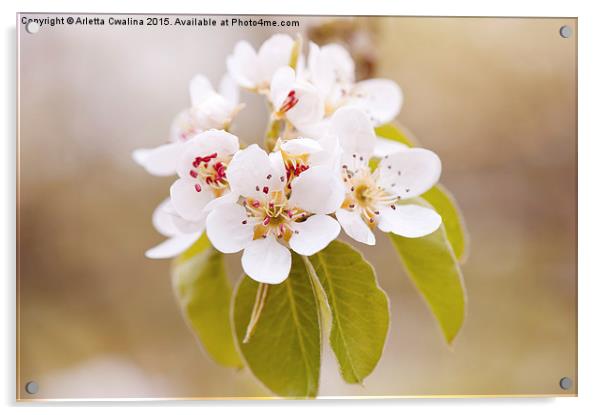 White Pyrus blossoms macro Acrylic by Arletta Cwalina