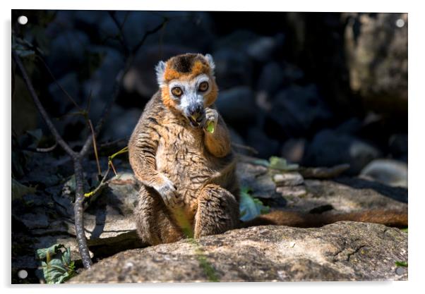 Lemur Acrylic by Dean Merry