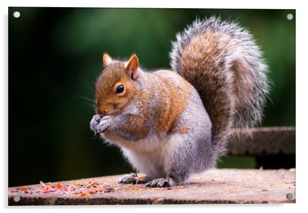 Squirrel  Acrylic by Dean Merry