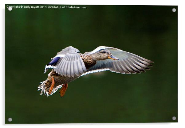 Mallard in Flight Acrylic by andy myatt