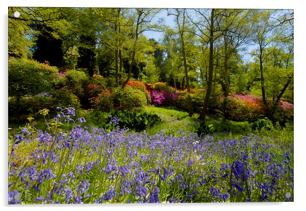 Bluebell and Azalea Woodland Scene Acrylic by andy myatt