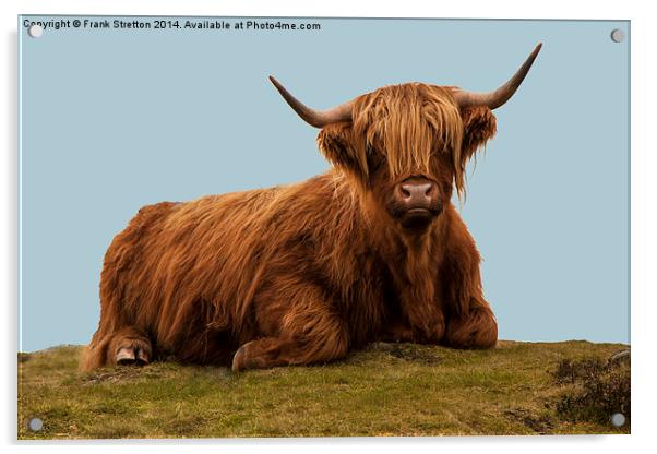 Highland Cow Acrylic by Frank Stretton