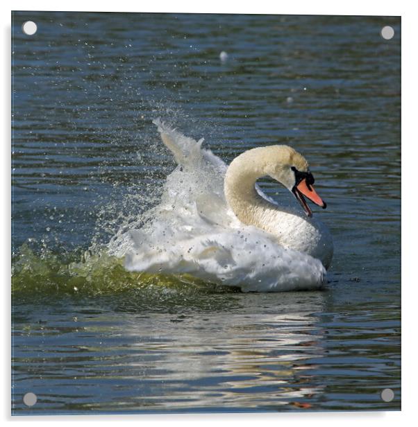 Bathing Swan Acrylic by Michael Hopes