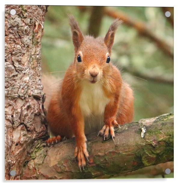 A Red Squirrel standing on a branch Acrylic by Michael Hopes