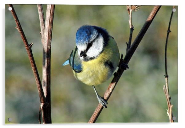 Blue Tit Acrylic by Michael Hopes