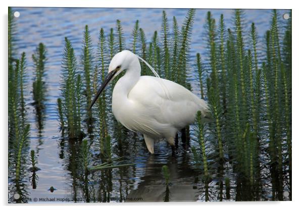 Little Egret in Water Acrylic by Michael Hopes