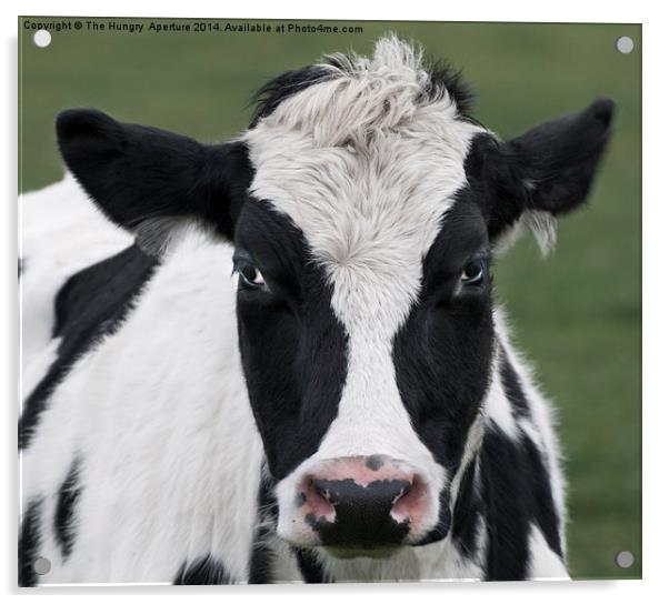 Cow Portrait Acrylic by Stef B