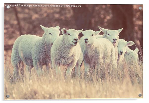 Lambs Acrylic by Stef B