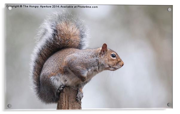 Squirrel Acrylic by Stef B