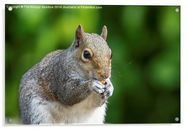 Squirrel Acrylic by Stef B