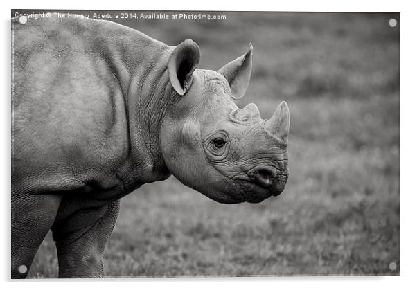 Young Black Rhino Acrylic by Stef B