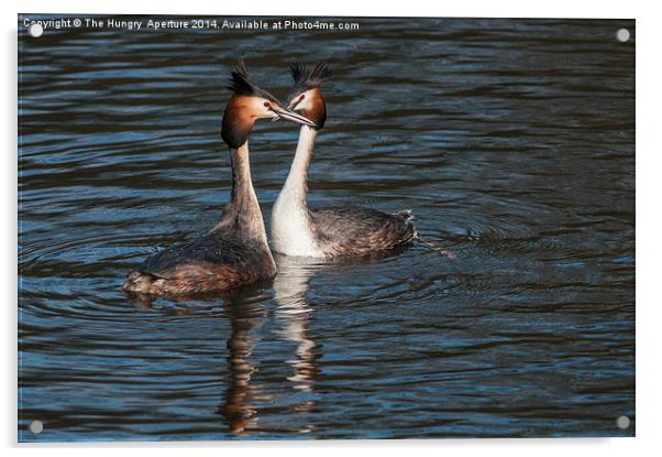 Great Crested Grebe Acrylic by Stef B
