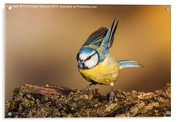 Blue Tit Acrylic by Stef B