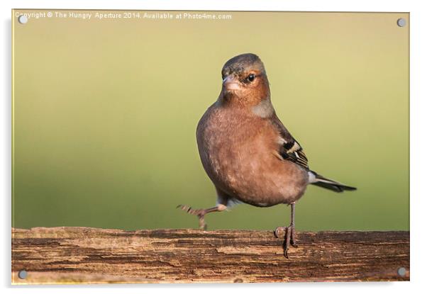 Dancing Chaffinch Acrylic by Stef B