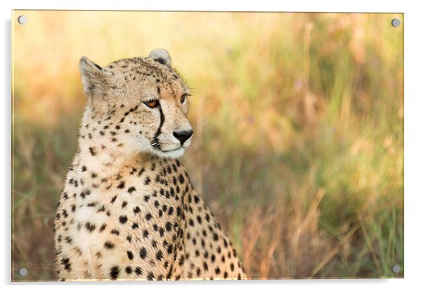 Cheetah Acrylic by Andrew Sturrock