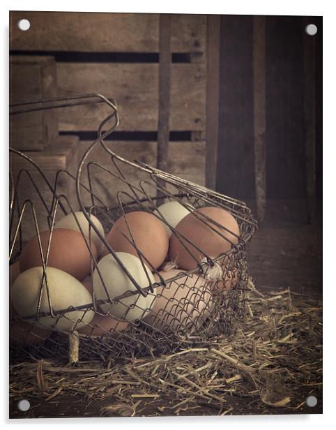 Eggs in vintage wire egg basket Acrylic by Edward Fielding