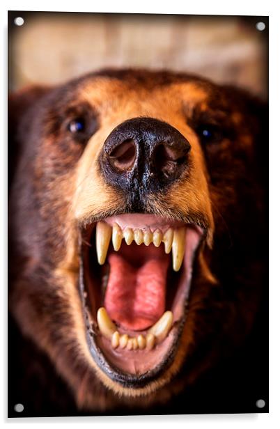 Grizzly Bear Acrylic by Edward Fielding