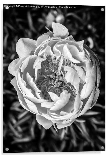 Peony flower in black and white Acrylic by Edward Fielding
