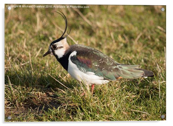 Northern Lapwing (Vanellus vanellus) Acrylic by Michael Crawford
