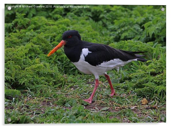  Eurasian Oyster Catcher ( Haematopus ostralegus) Acrylic by Michael Crawford